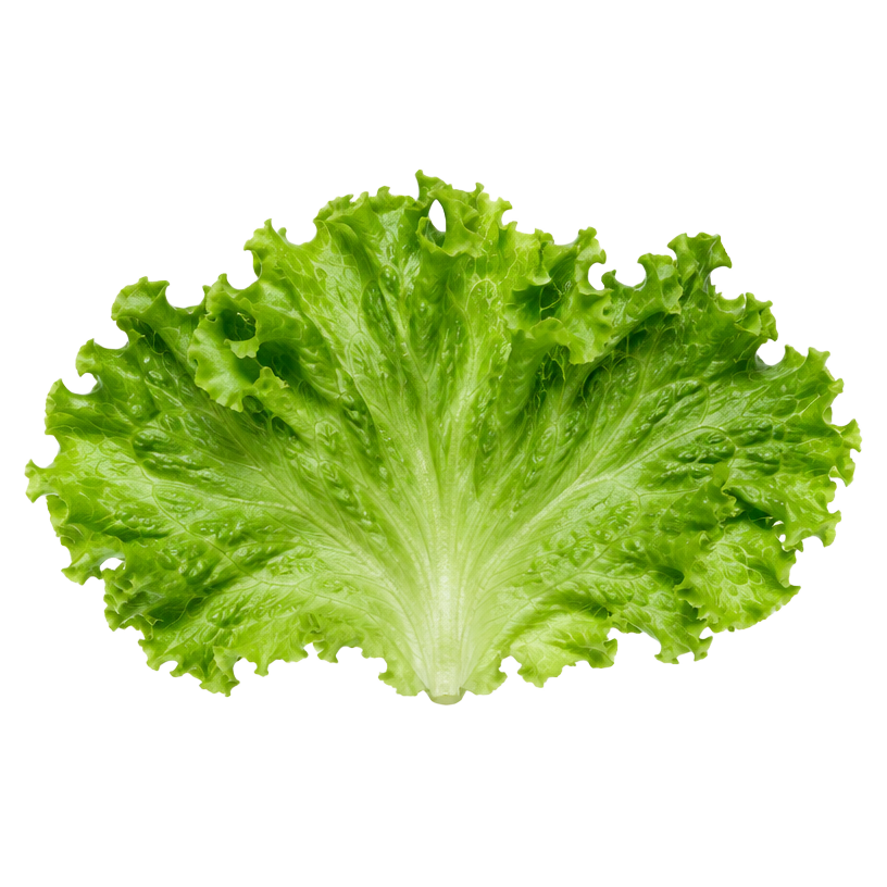 Alface crespa